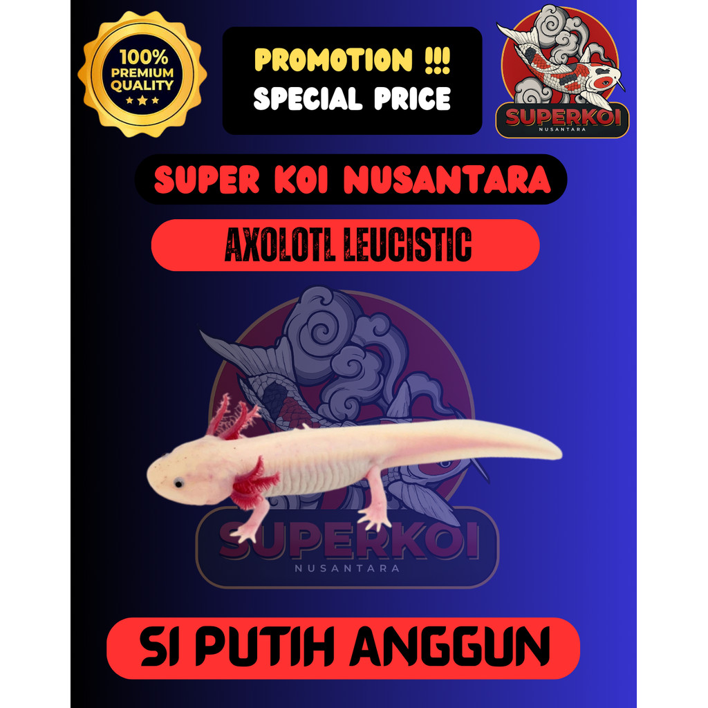 AXOLOTL LEUCISTIC , ALBINO , GOLDEN , MARBLE , MELANOID IKAN HIAS LUCU & EKSOTIS