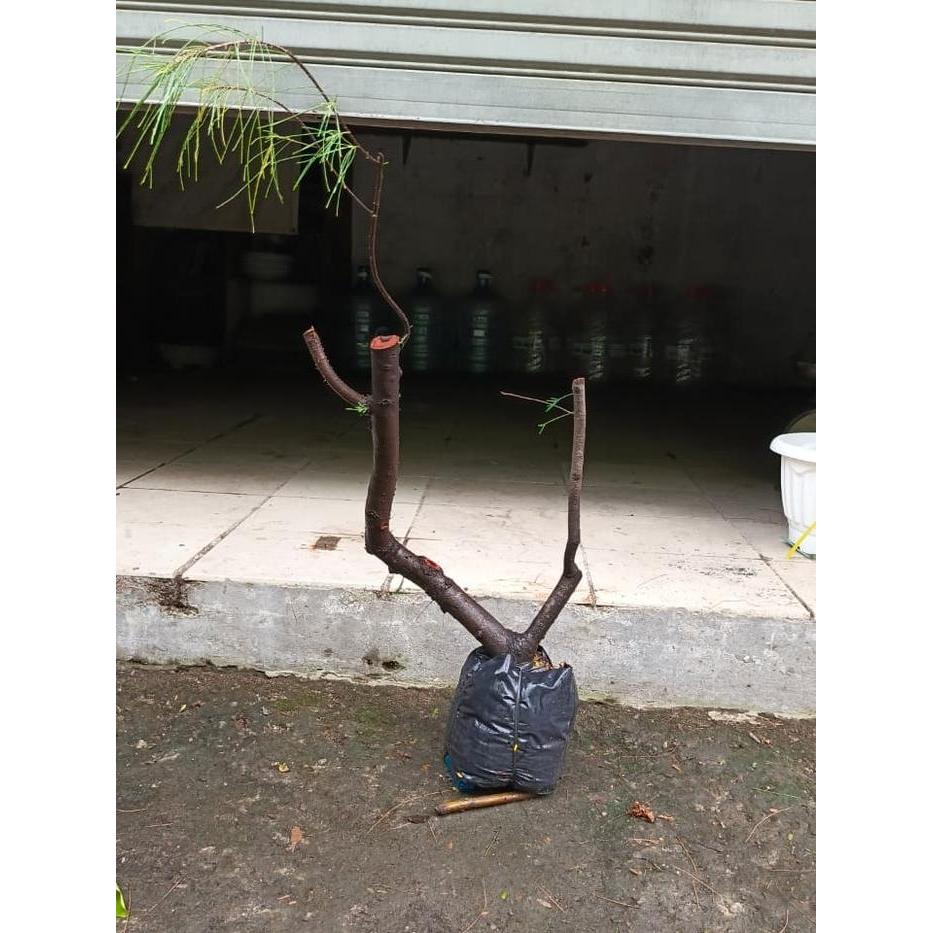Bakalan Bonsai Pohon Cemara Prospek - Bahan Bonsai Ideal Mudah Dibentuk - Tanaman Hidup