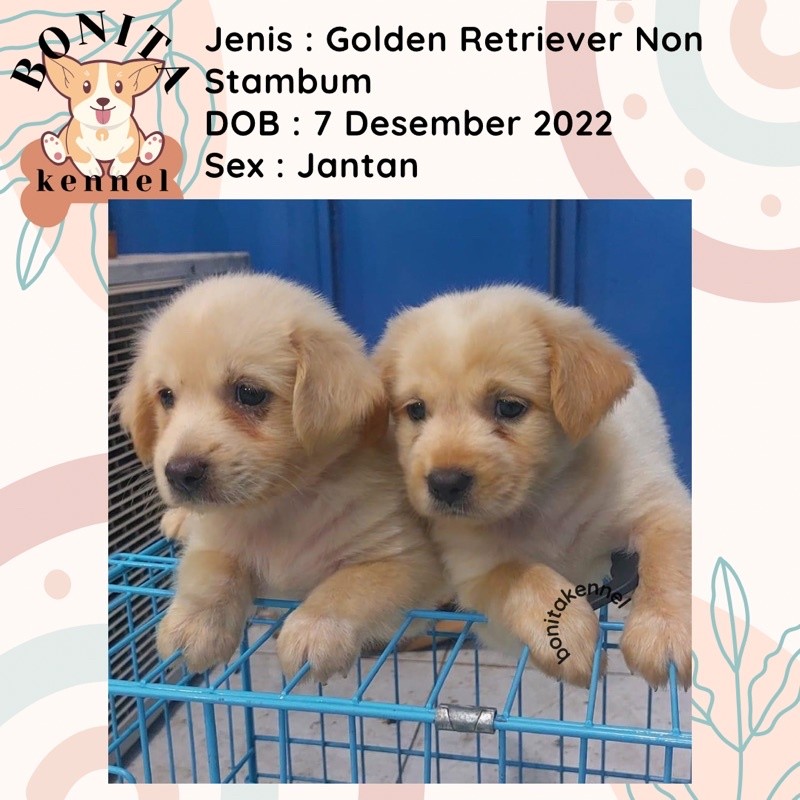 Anakan Anjing Golden Retriever Non Stambum Jantan Betina Anak Anjing Golden