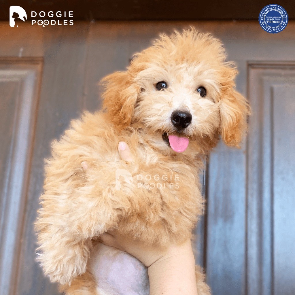Anak Anjing Poodle Indukan Apricot Fawn Red Brown Lucu Termurah Good Quality