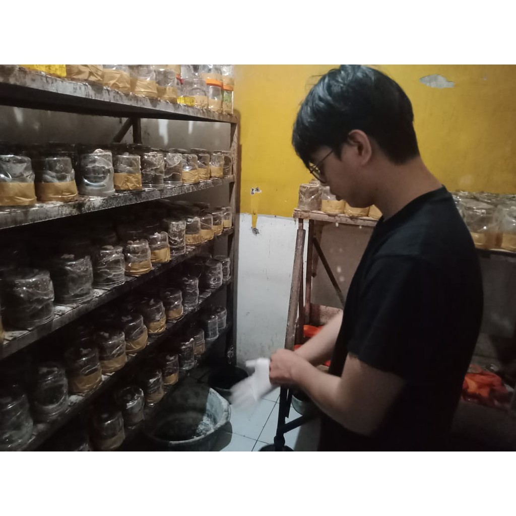 Bibit semut rangrang penghasil kroto super BERGARANSI