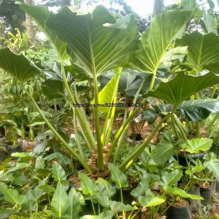 pohon Philo marble besar /marbel jumbo/marbel ukuran besar