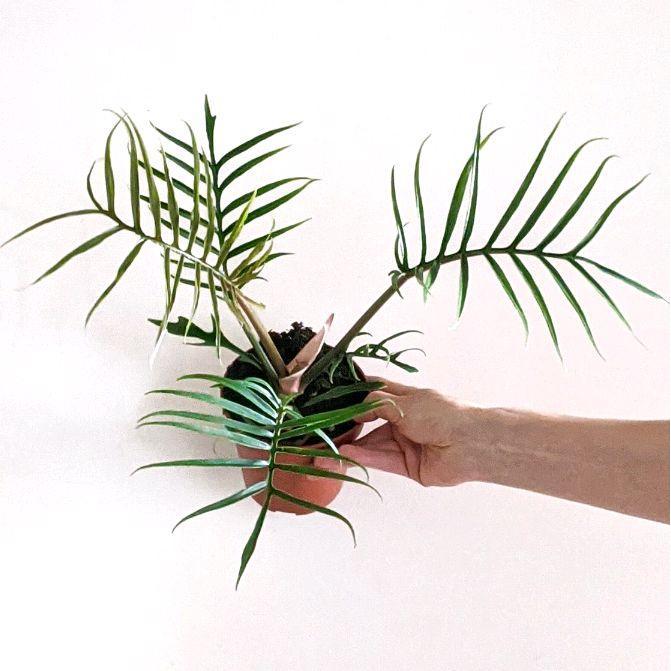 Tanaman hias philodendron Tortum - philodendron Tortum