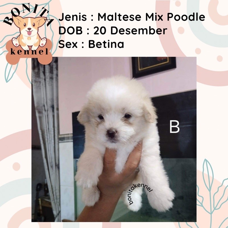 Anak Anjing Maltese Mix Red Toy Poodle Beetina