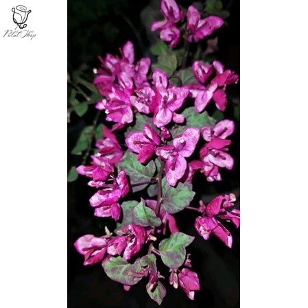 Bougenville black maria