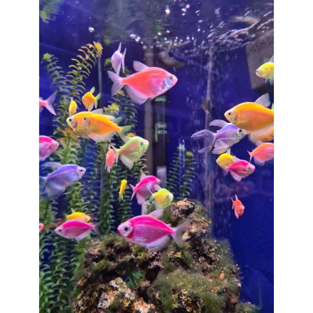 perlengkapan hiasan ISI 20 aquarium aquascape ikan hias air tawar GLOFISH tertera BONUS PAKAN BERGAR