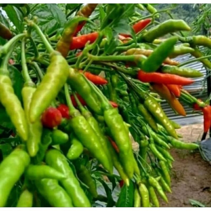 70 Biji Benih Cabe Rawit Dompolan Orion Hijau