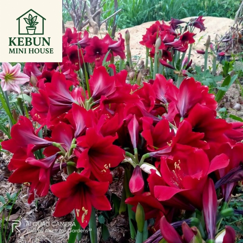 (NEW) UMBI BAKUNG AMARILIS BUNGA MERAH-PAKET UMBI AMARILIS