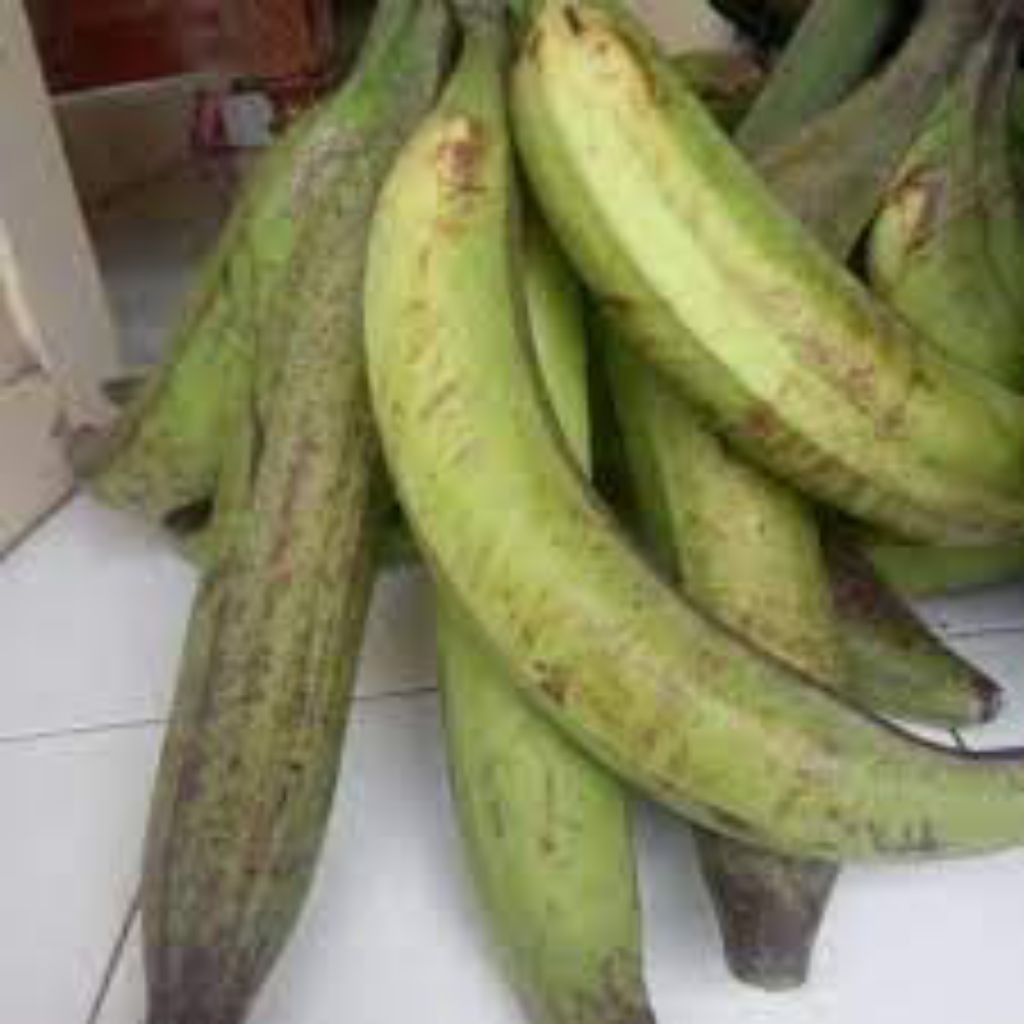 Bibit pisang Agung / tanduk Asli Lumajang (Promo) sebesar lengan perbiji buahnya