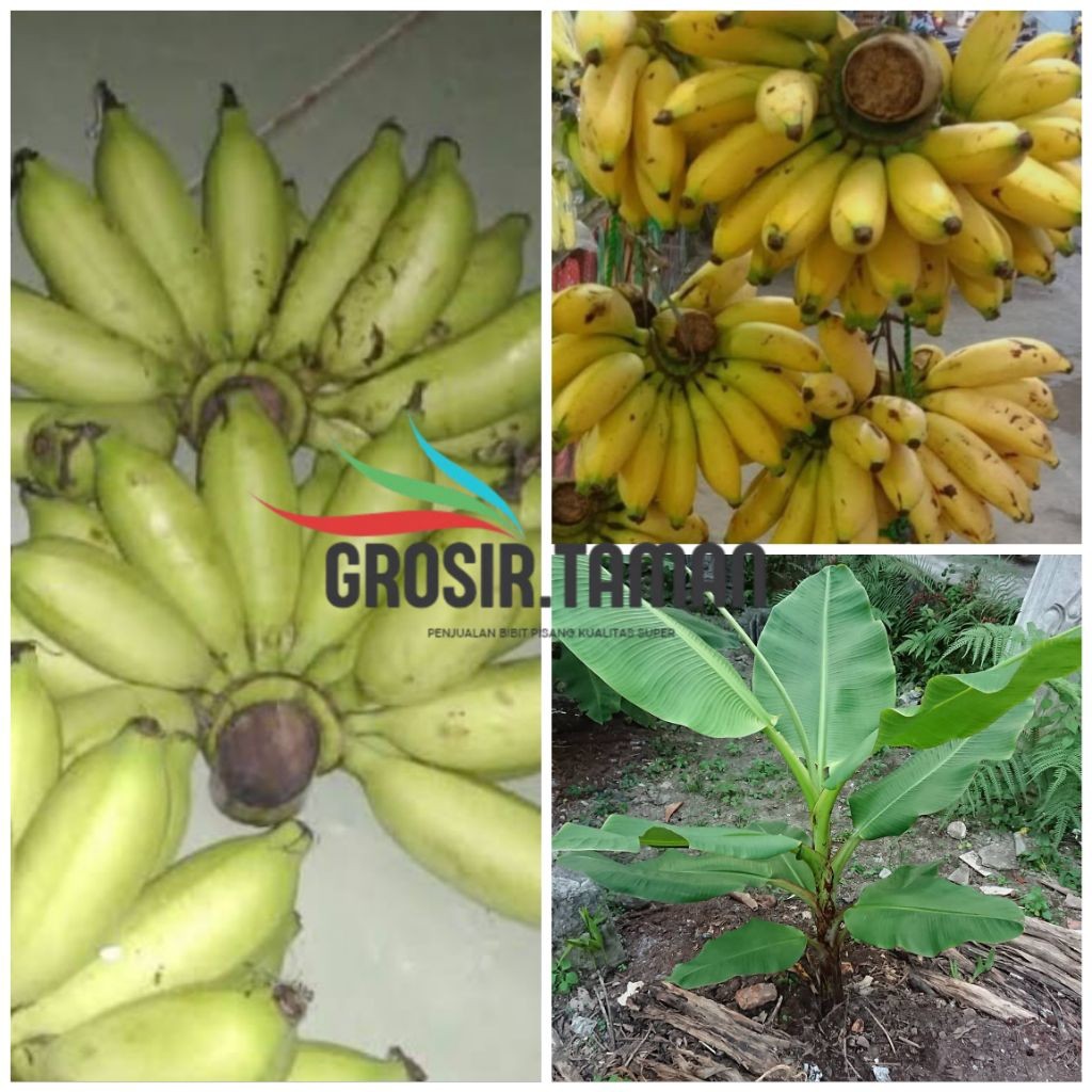 Bibit Pisang Ambon Warangan Kualitas Super Unggul Siap Tanam