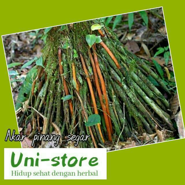 AKAR PINANG SEGAR 100 GRAM AKAR PINANG SEGAR 100 GRAM