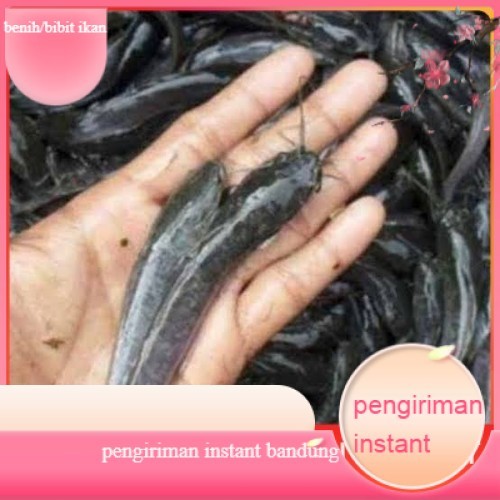 Bibit lele ukuran 10  -  11 cm per 500 ekor di bandung GROSIR BANDUNG