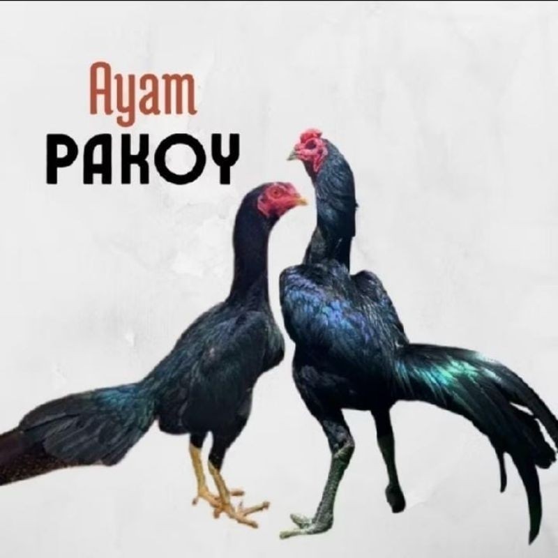 Telur Tetas Ayam Pakoy Super Brakot ORI siap ditetaskan Lya_shopp20