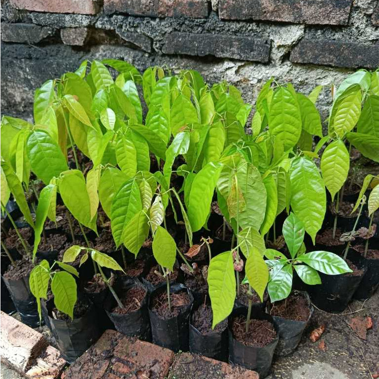 bibit pohon kakao - bibit pohon coklat unggul - bibit kakao f1