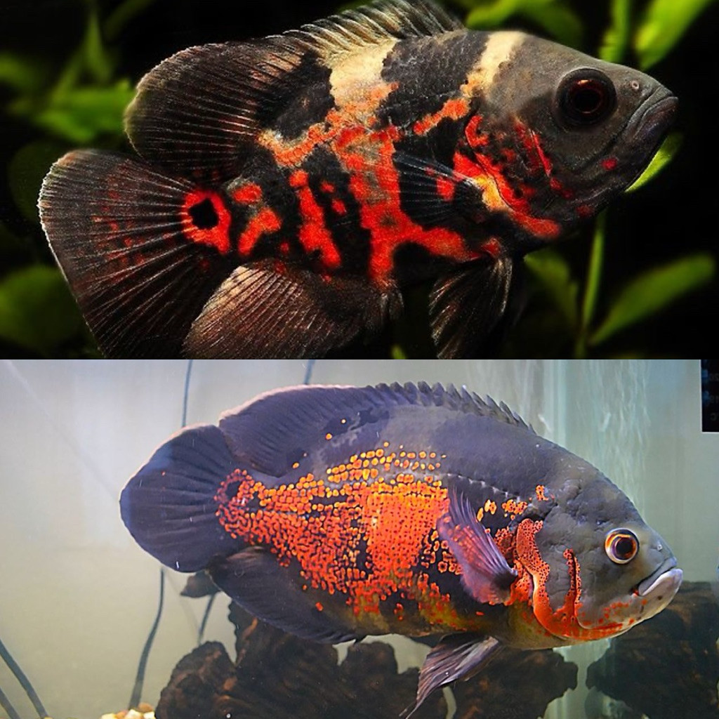 Ikan Hias Oscar Tiger Oscar 3 JARIAN Paris Oscar Batik Oscar Tembaga Black Albino Hitam Albino Size 