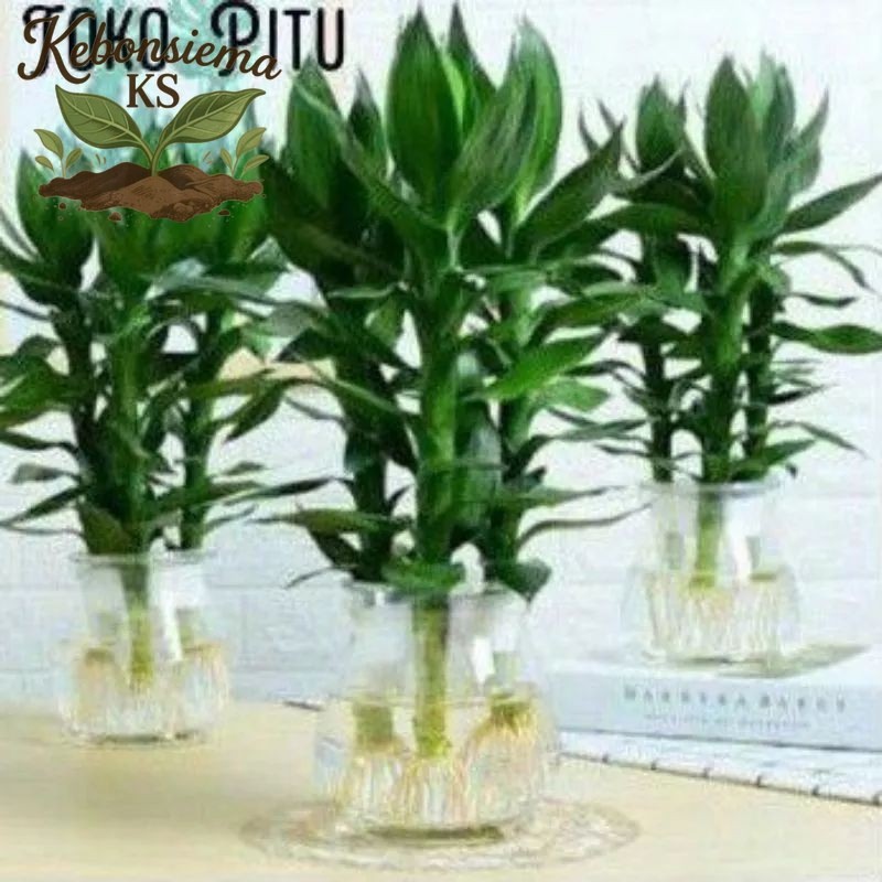 BAMBU KBERUNTUNGAN LANGKA IMPOR BAMBU HOKI BESAR GEMUK