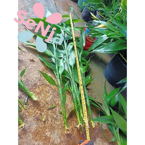 BAMBU HOKI SUDAH BERAKAR BERDAUN ( TINGGI