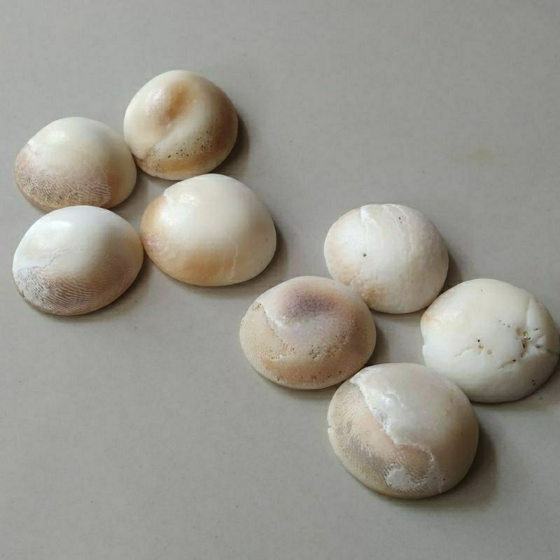 BATU KEONG BUNTET HARGA KODIAN /20 PCS BISA JALAN DI AIR CUKA