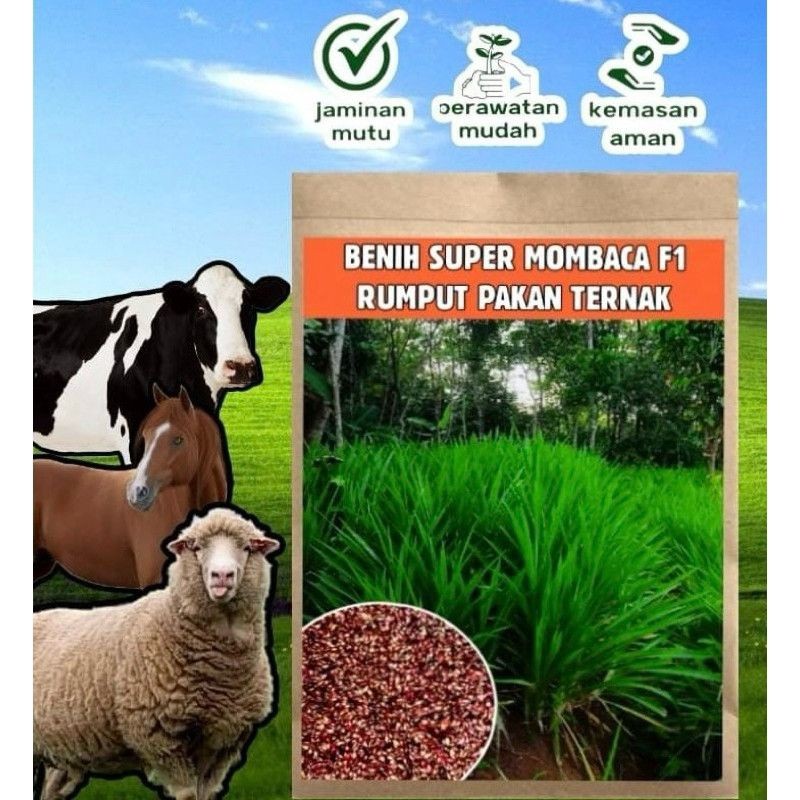 Terlaris benih rumput super mombaca f1 kemasan 1kg - benih rumput pakan ternak hidup