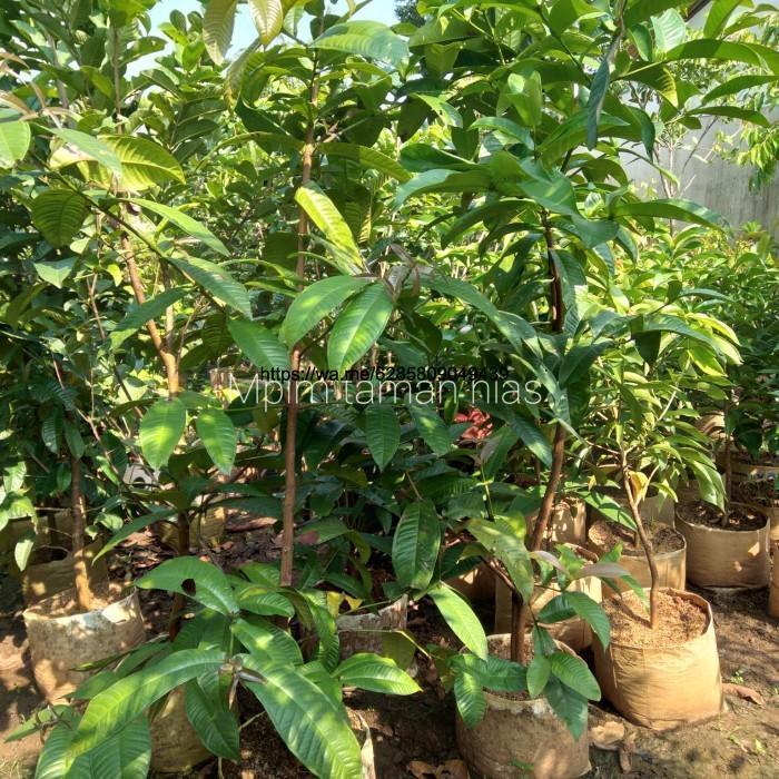 Tanaman Buah, Pohon Buah GOWOK.