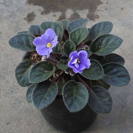 Tanaman Bunga Vilces Biru (Saintpaulia ionantha.) -  Blue Violces
