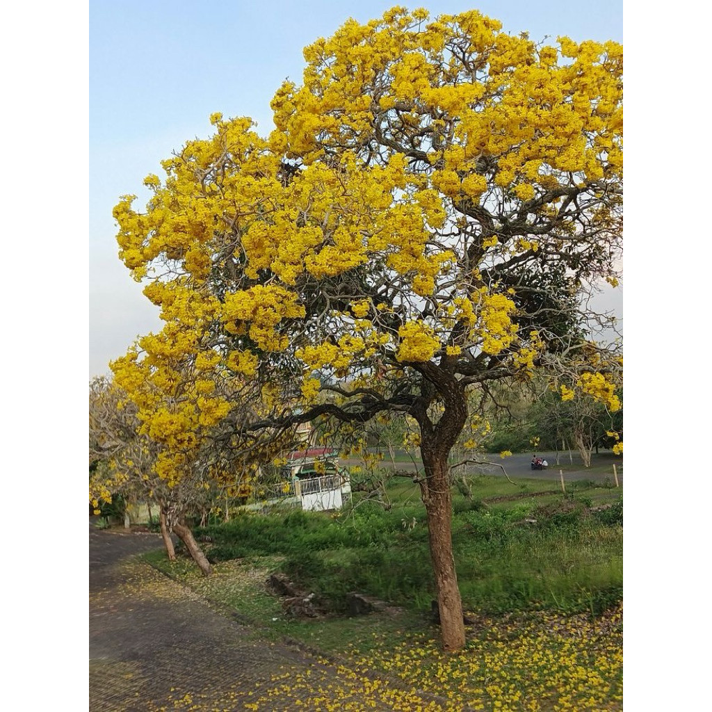 TERMURAH pohon tabebuya bunga kuning 2 meter