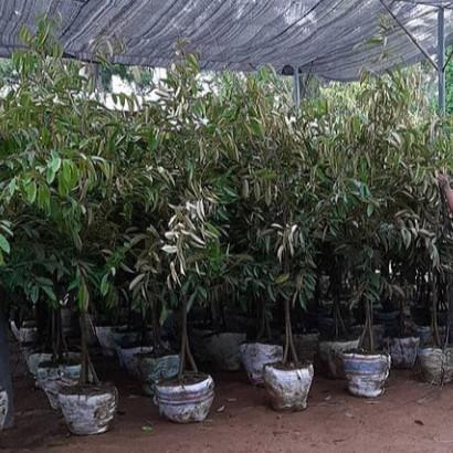 Promo Bibit Durian Kaki 3 tinggi 2 meter - Pecking kayu full media