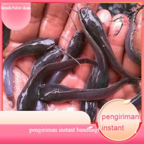 Bibit lele ukuran 6 - 7 cm per ekor di bandung GROSIR BANDUNG