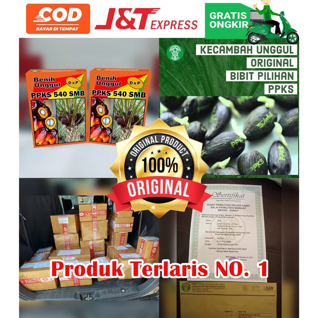 Bibit benih Sawit ppks medan unggul bersertifikat