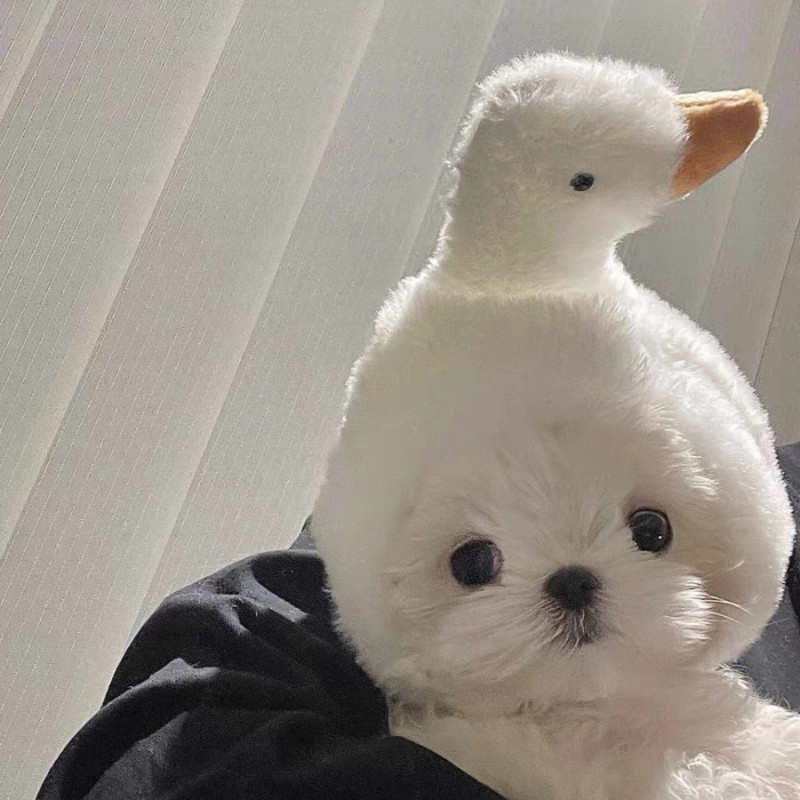 Hiasan kepala boneka, hiasan kepala kucing taiyaki, properti lucu anjing mini