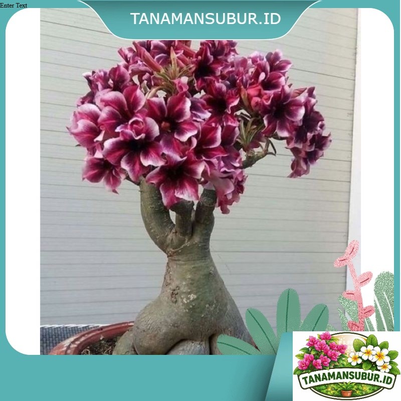 PROMOADENIUM KAMBOJA JEPANG BUNGA TUMPUK//BONSAI