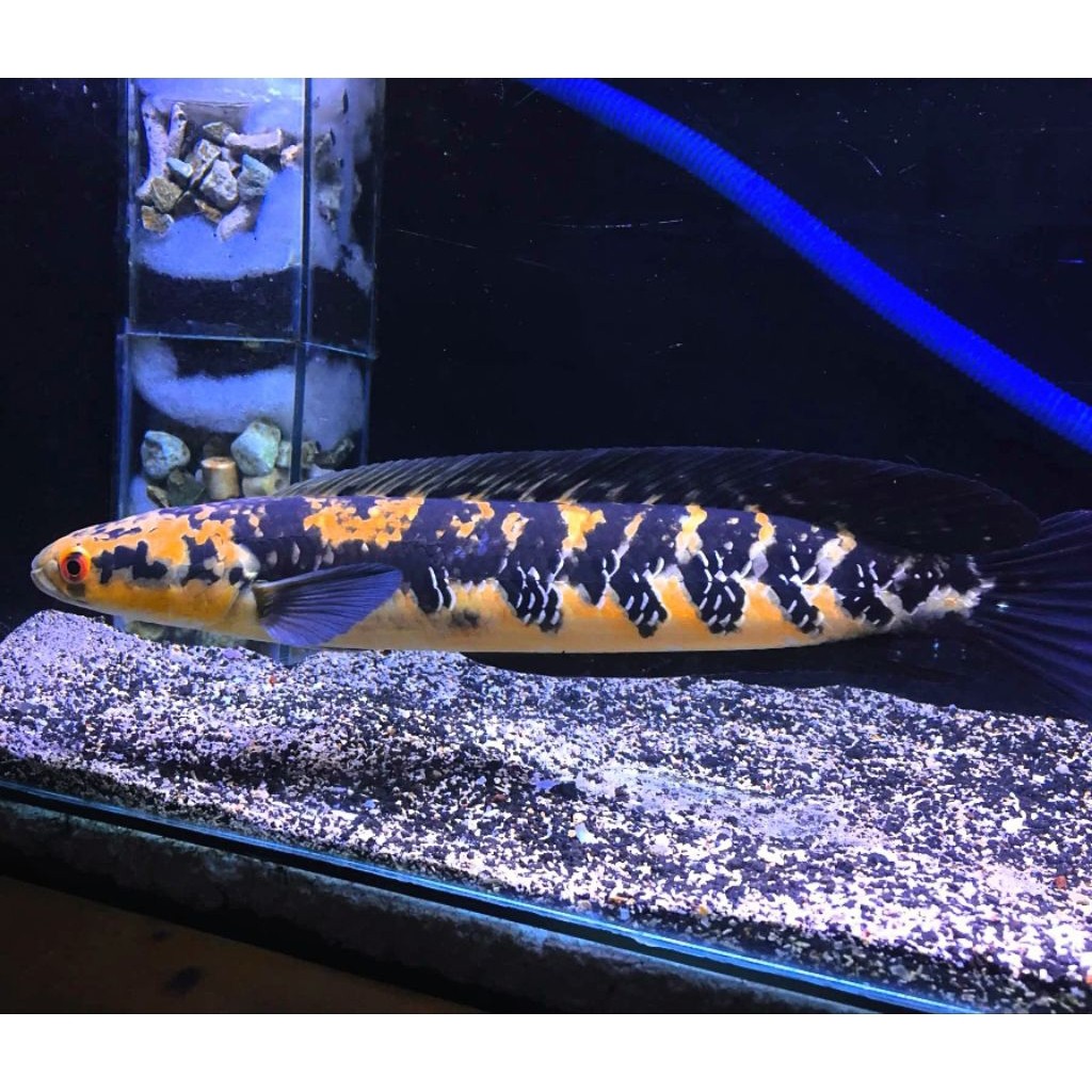 Maru Yellow Sentarum/Channa Maru Ys Batik Terlaris cabung