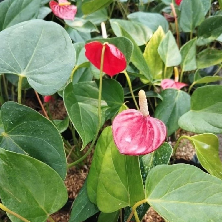 Hijauin Plant - Tanaman Hias Anturium Mickey Mouse Bunga Merah Anthurium Antorium Termurah