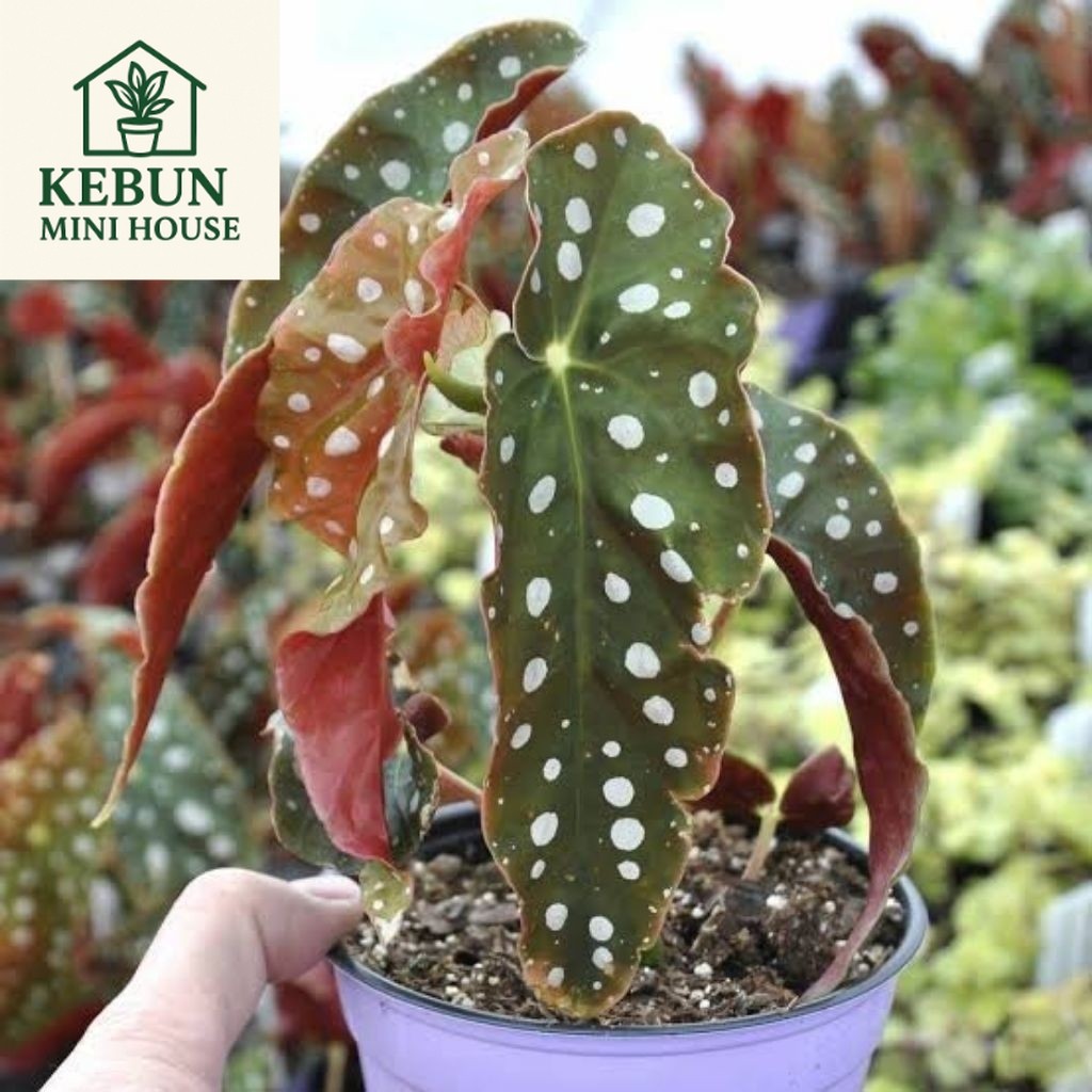 (NEW) TANAMAN HIAS BEGONIA ANGEL WING / BEGONIA POLKADOT / BEGONIA MACULATA TOTOL PUTIH