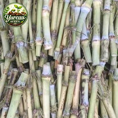 Bibit tebu telur/terubuk/tebu sayur