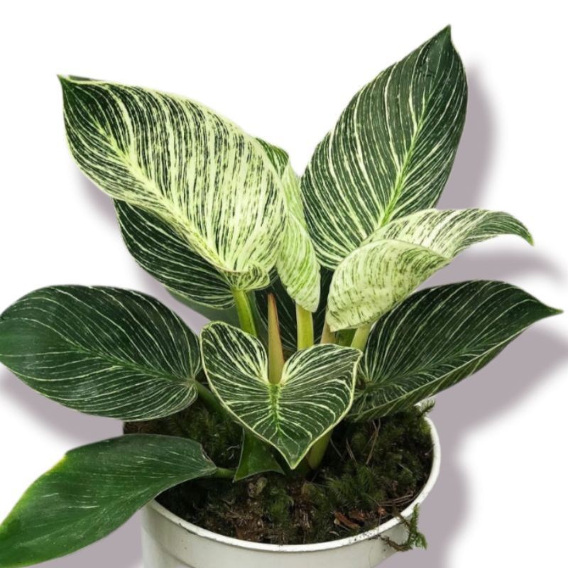 Philodendron birkin Murah ORIGINAL - TitipBibit