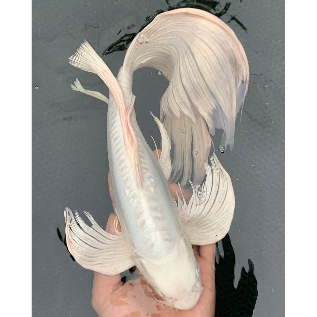 Hiasan koi platinum slayer 20-24 cm berkwalitas perhiasan aquarium catik