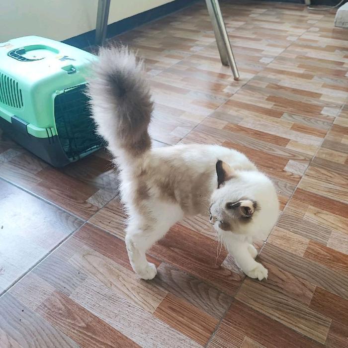 Kucing betina jenis himalaya muka unik