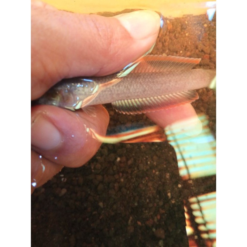 limbata gondrong / sb / ssb cb Lawu bukan slayer bukan high fin HF 3-6cm