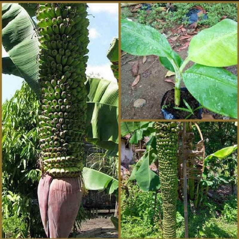 PROMO Bibit Pisang Raja Seribu Kualitas Unggul(BELI 2 GRATIS 1)