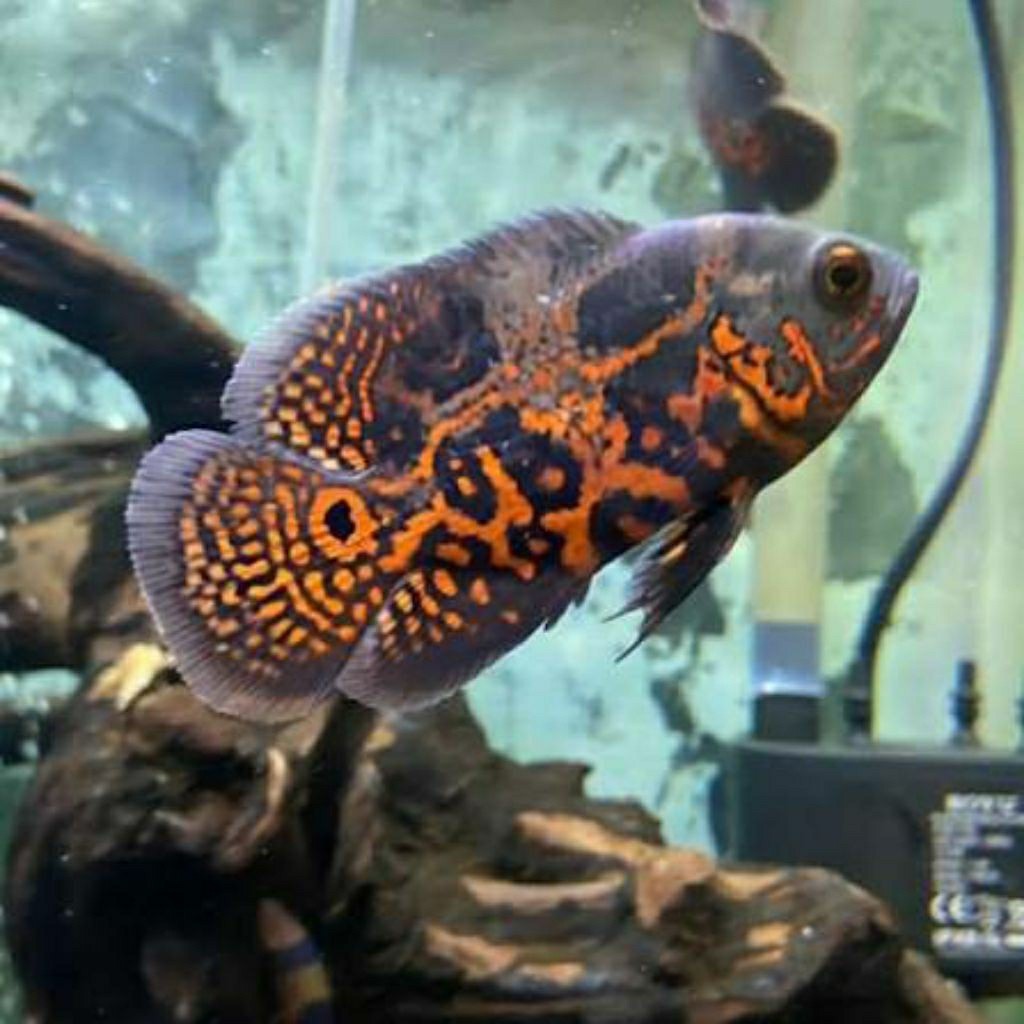 Hiasan aquarium Oscar Tiger batik hitam good marking size 8-10cm