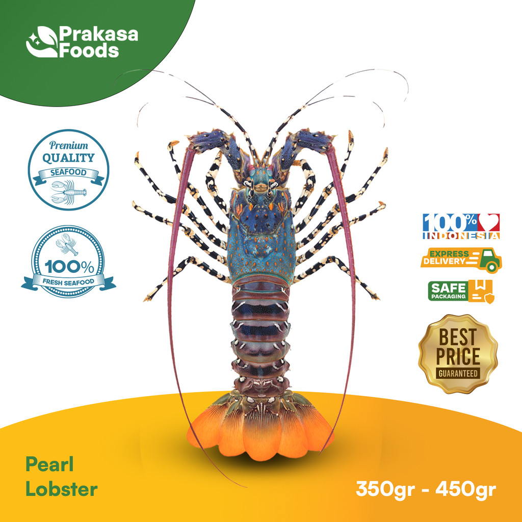 Frozen Lobster Mutiara (Pearl Lobster) | Flash Frozen Segar | Utuh - Premium Quality | Kualitas Eksp