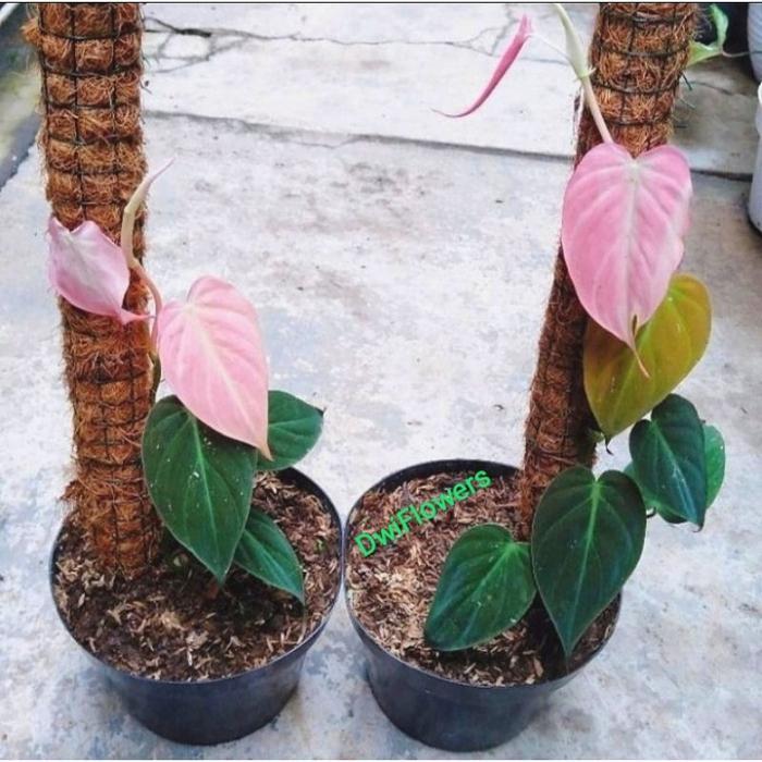 PROMO Tanaman Hias Melano Micans Pink Bunga Hias Philodendron Mican Pink Tanaman Hidup - Micans Pink