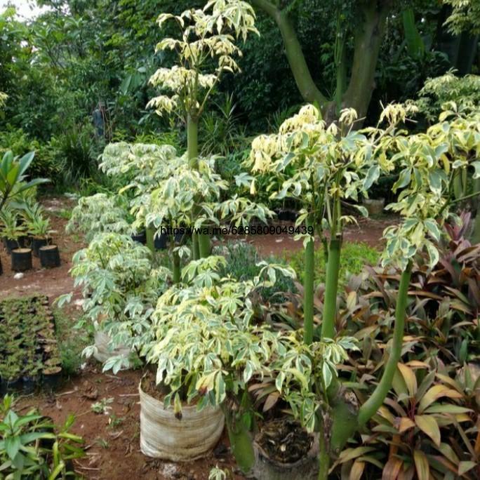 Tanaman hias. Pohon kapuk Varigata.