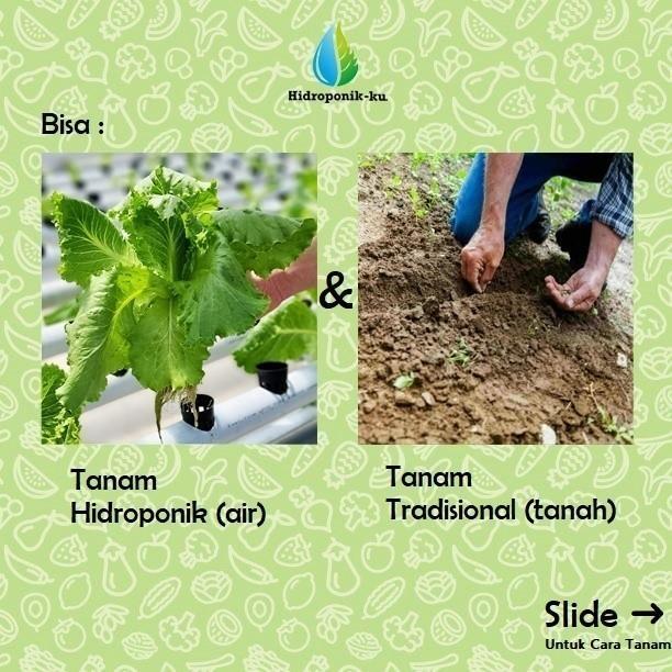 Bibit / Benih Melon Sweet Net Import (5 Butir) - Hidroponik Ku