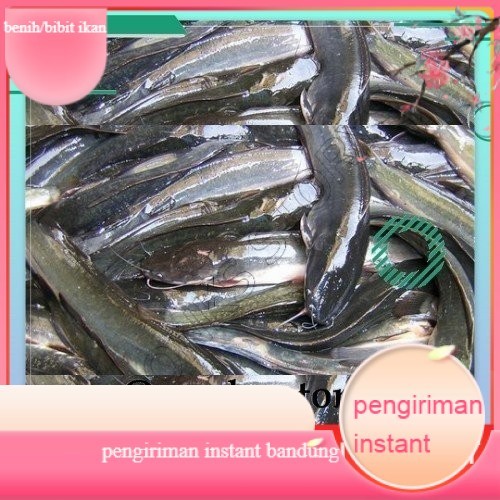 bibit lele sangkuriang konsumsi per kilo GROSIR BANDUNG
