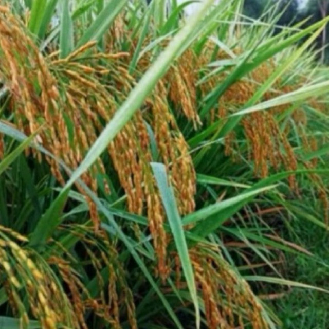 1Kg Benih Padi Ketan Putih