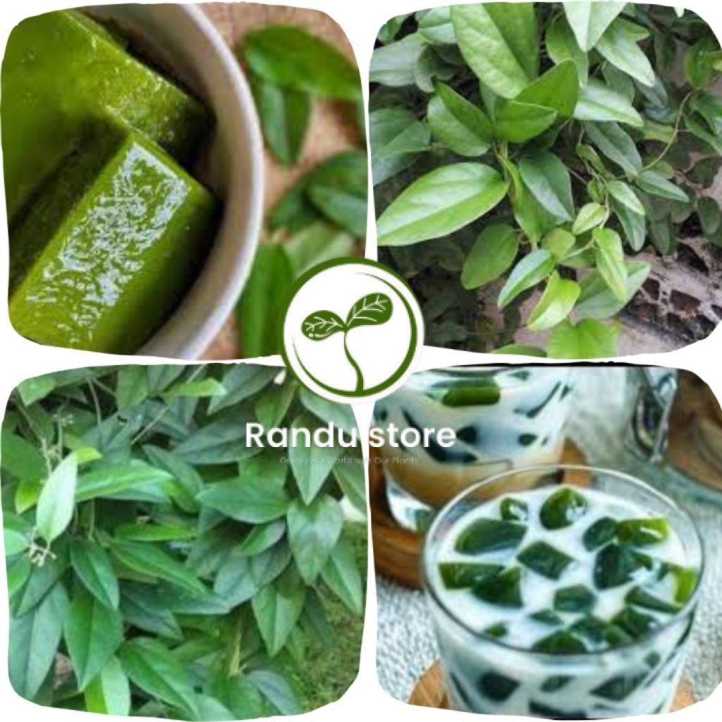 Beli 4Gratis 1,Bibit Cincau Rambat Siap Tanam