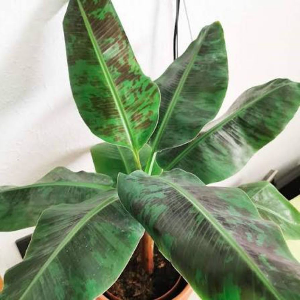 Promo Bibit Pisang Cavendish Kerdil Dwarf Cavendish