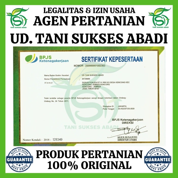 Promo_ Benih Kembang Kol PM 126 F1 (10 Gram) - Bibit Bunga Cap Panah Merah Terlaris